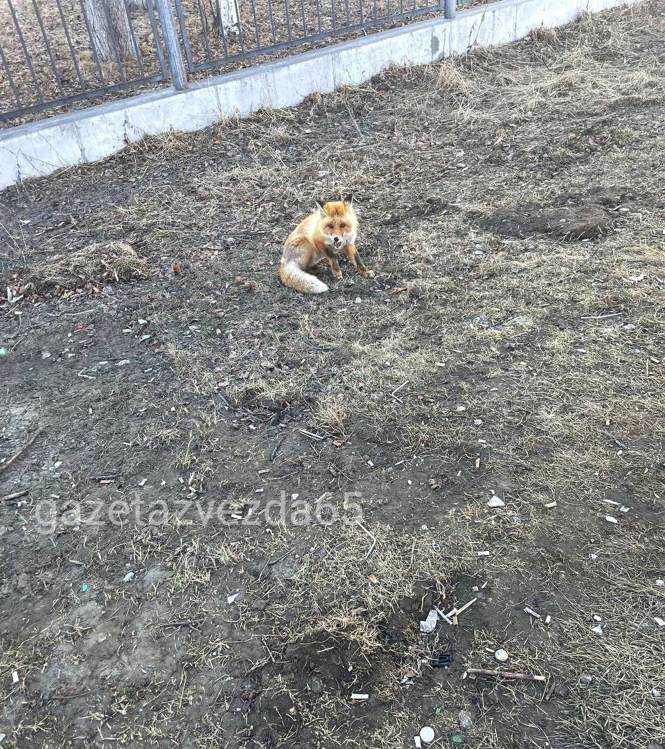 Дикая лиса провожает в школу сахалинских детей | 10.04.2024 |  Южно-Сахалинск - БезФормата