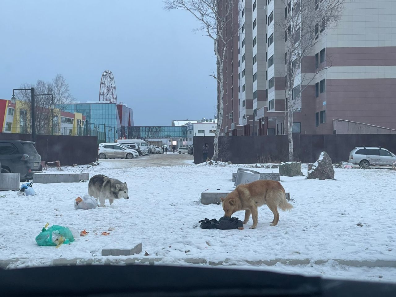 Коммунальщики не борются с грызунами