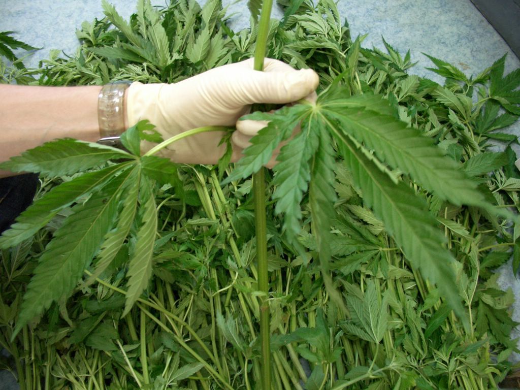 Выращивание и хранение конопли лишение за марихуану