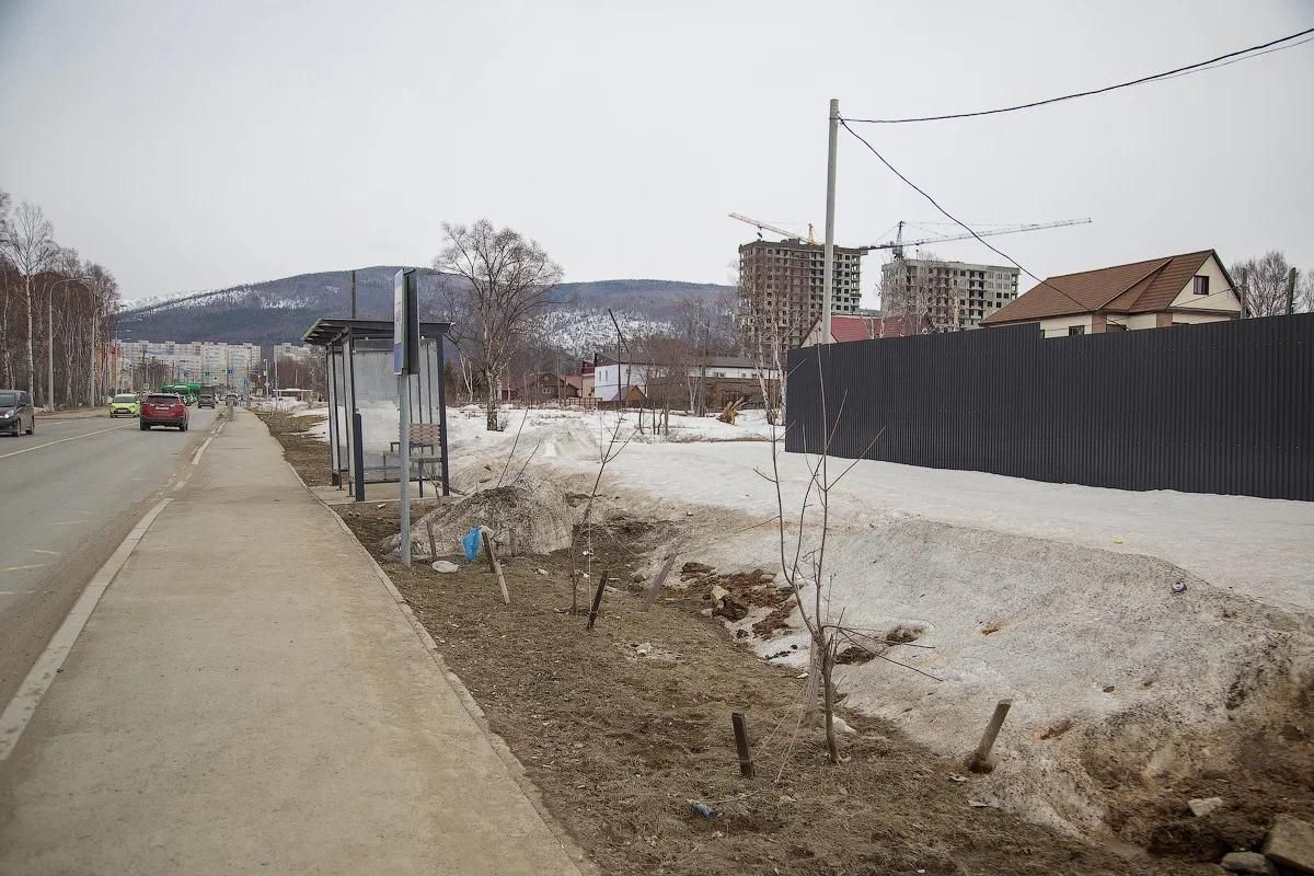 В Южно-Сахалинске стартовала программа оценки состояния городских растений  | 07.04.2024 | Южно-Сахалинск - БезФормата