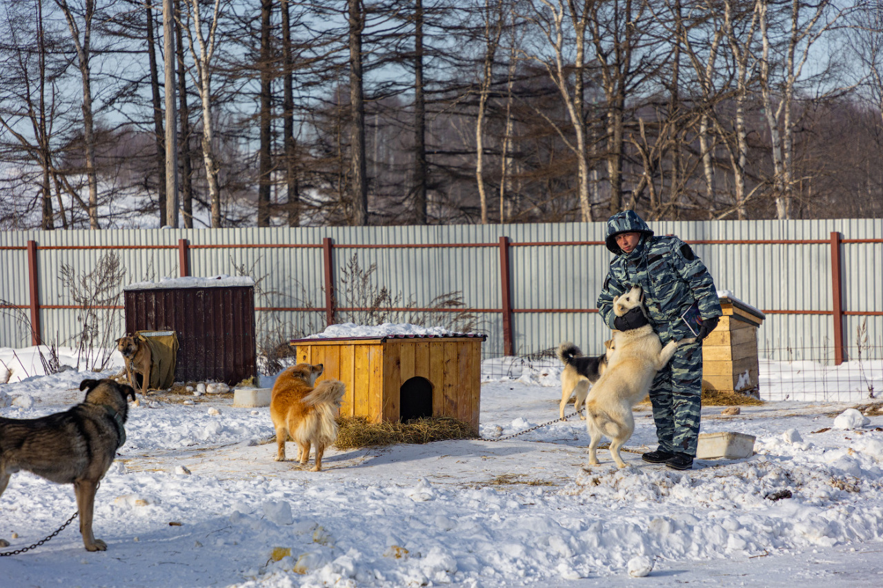 В Южно-Сахалинске проверили условия содержания бездомных собак | 31.01.2023  | Южно-Сахалинск - БезФормата