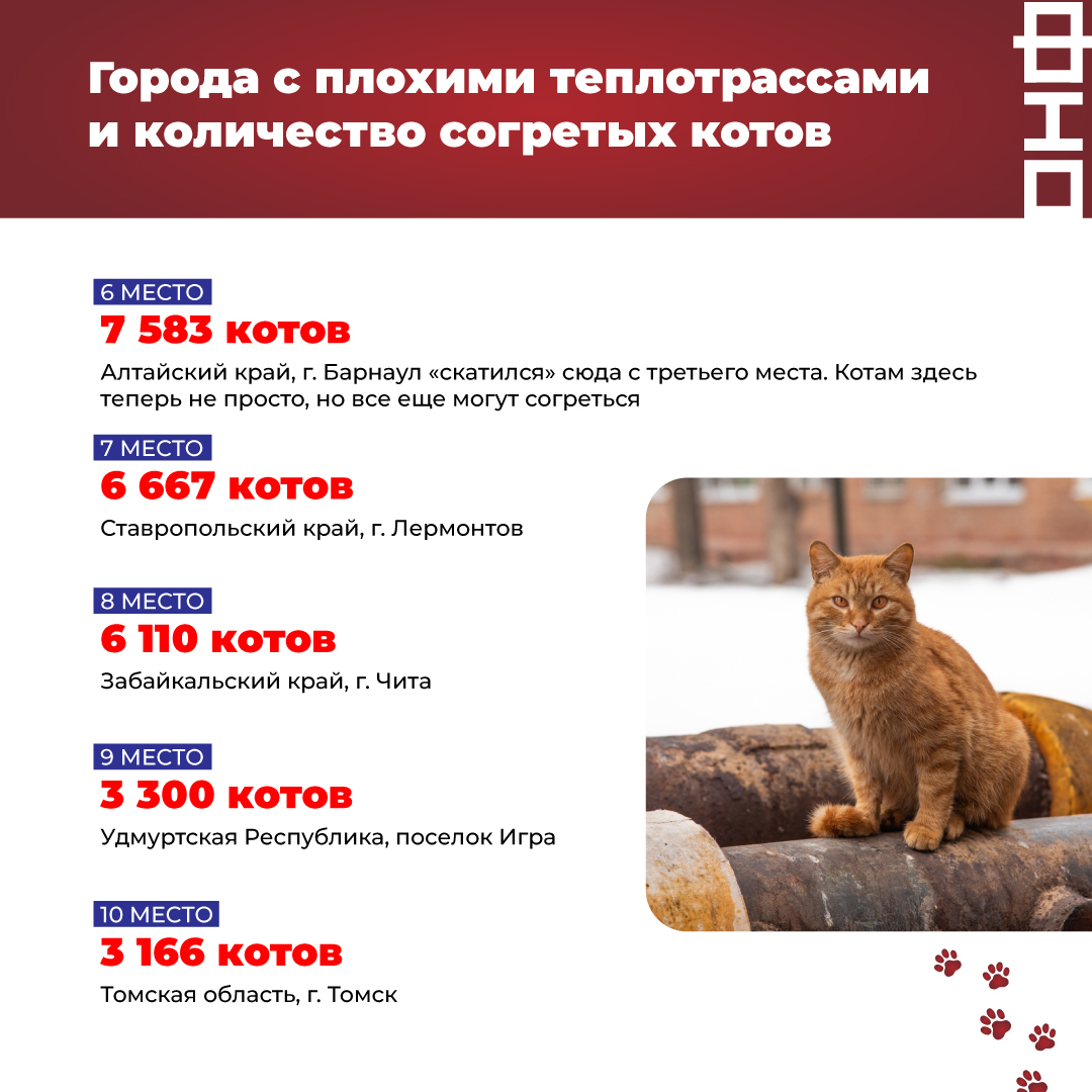 Коты замерзнут на Сахалине