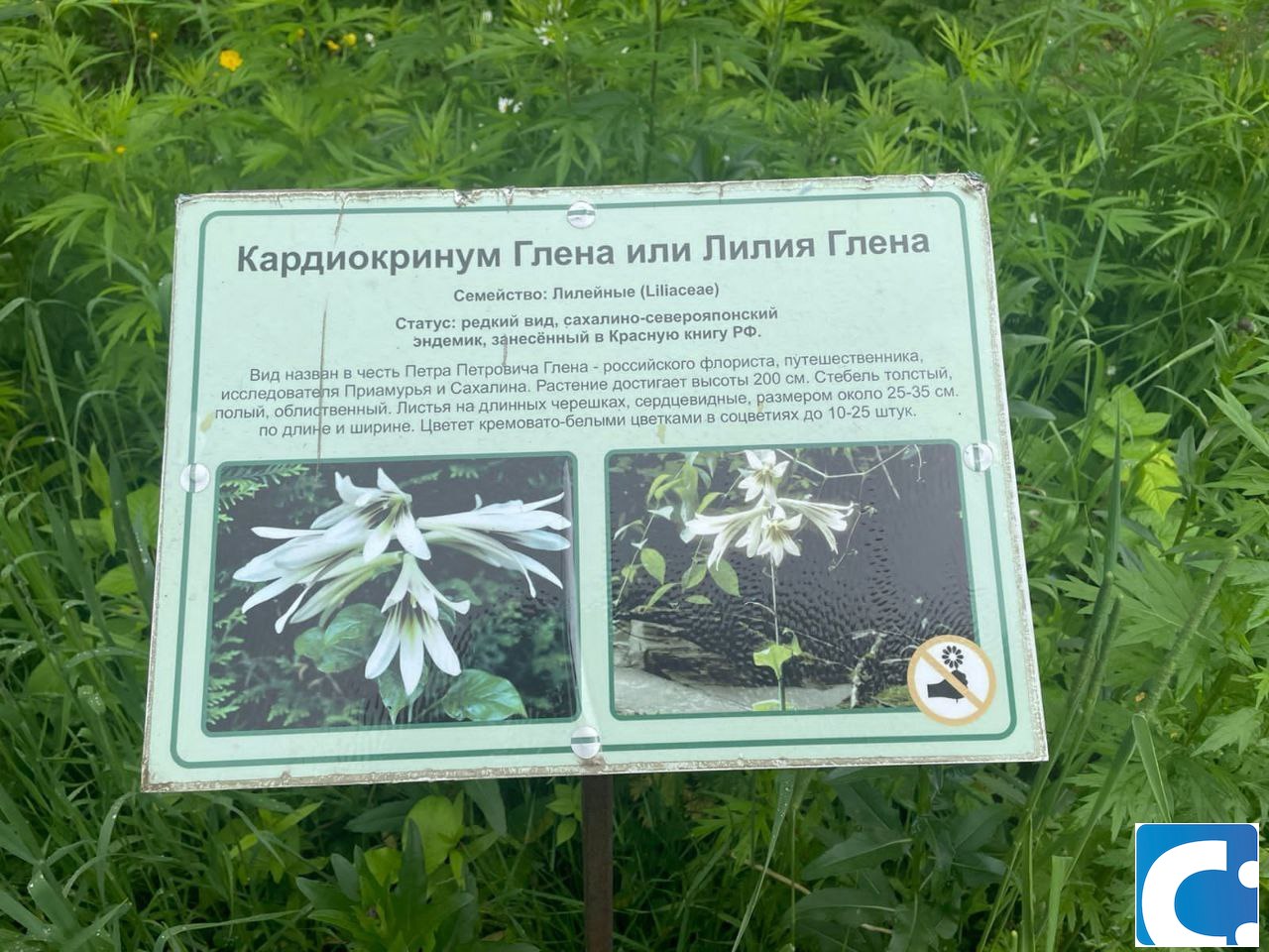 Краснокнижное растение под угрозой истребления в городском парке |  19.09.2023 | Южно-Сахалинск - БезФормата